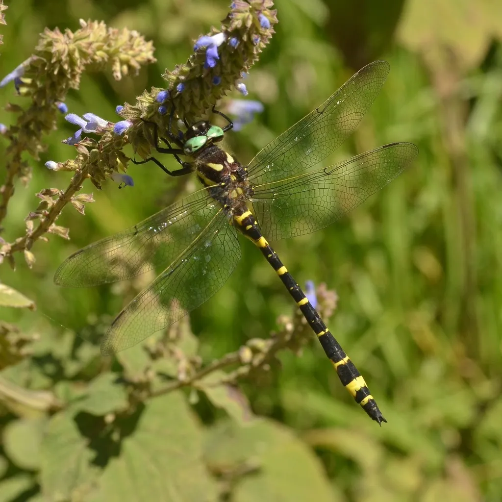 Apache Spiketail - photo 2