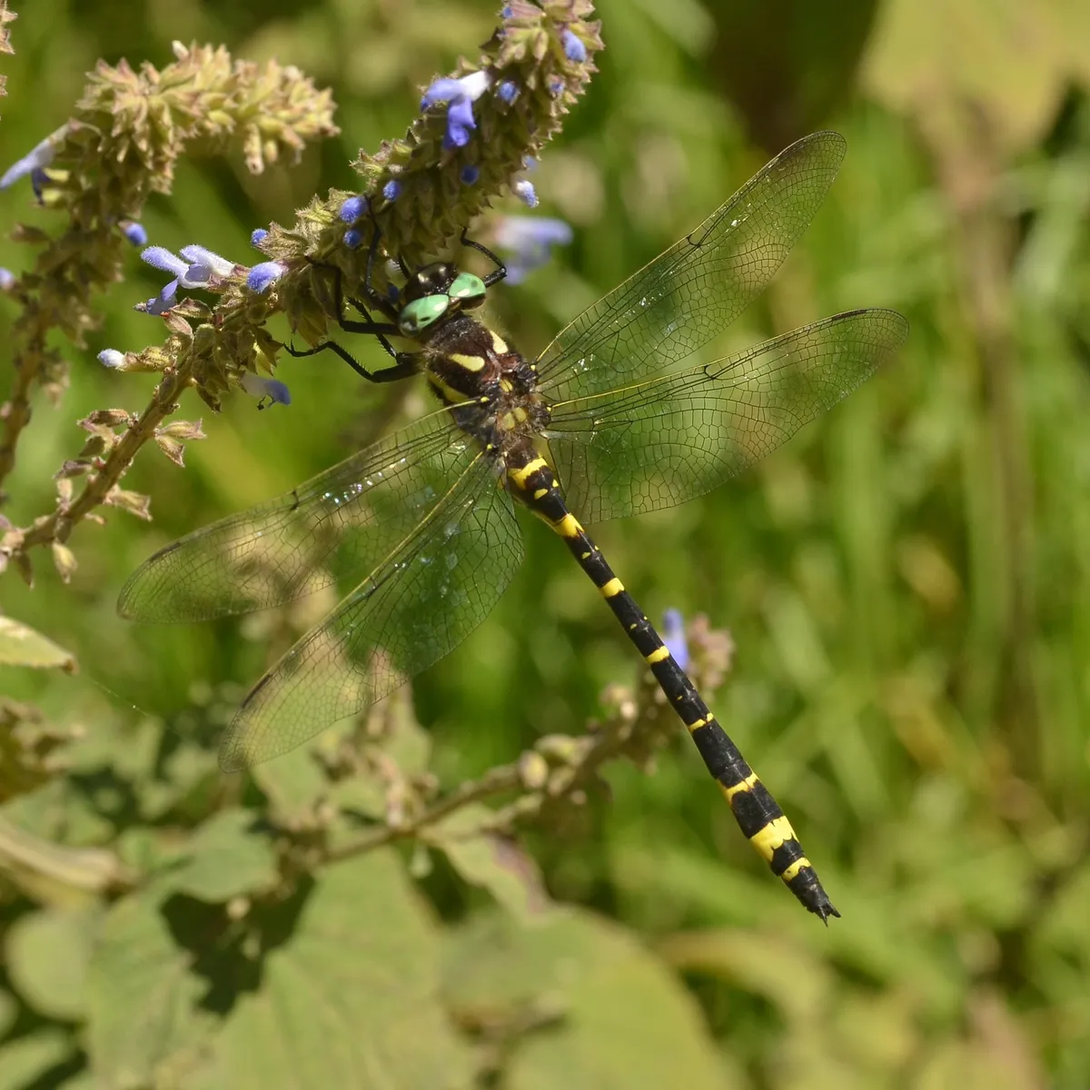 Apache Spiketail - photo 3