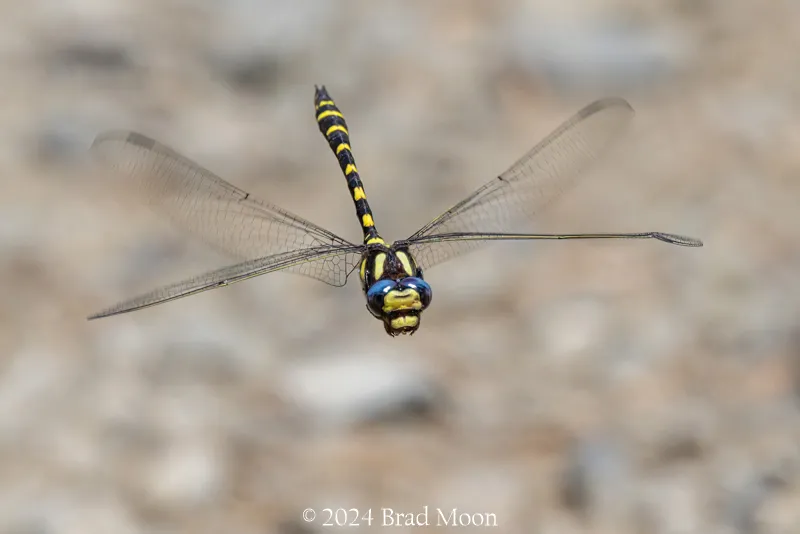 Spiketails - photo 3