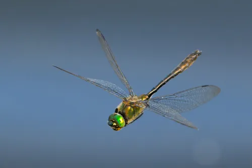 Downy Emerald