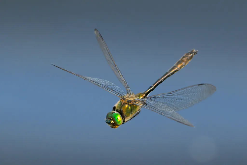 Downy Emerald - photo 2