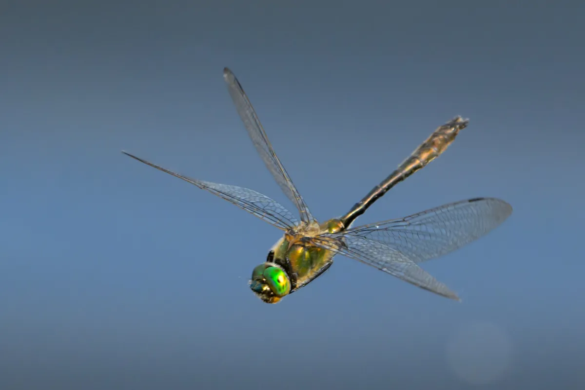 Downy Emerald - photo 3