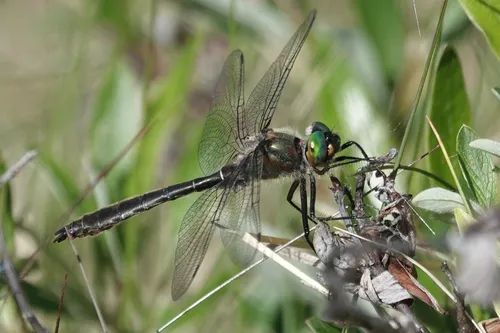 American Emerald - photo 2
