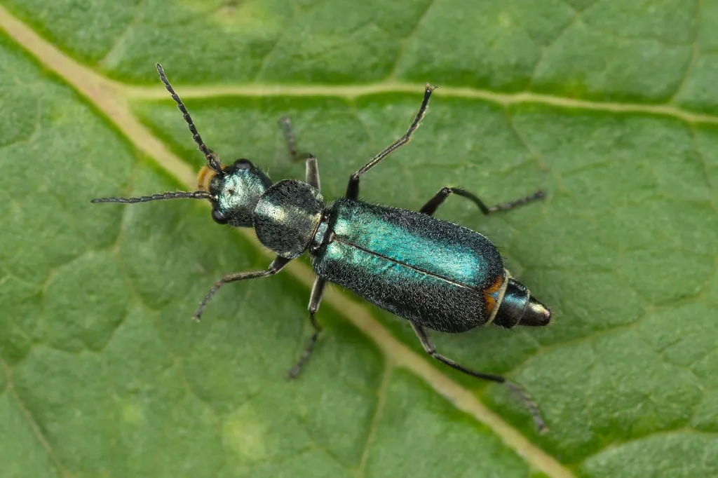 Cordylepherus viridis - photo 2