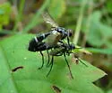 Cordyligaster septentrionalis