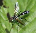 Cordyligaster septentrionalis - photo 2