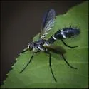 Cordyligaster septentrionalis - photo 3