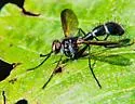 Cordyligaster septentrionalis - photo 4
