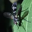 Cordyligaster septentrionalis - photo 5