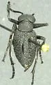 Cordylospasta opaca