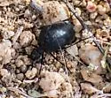 Cordylospasta opaca - photo 2