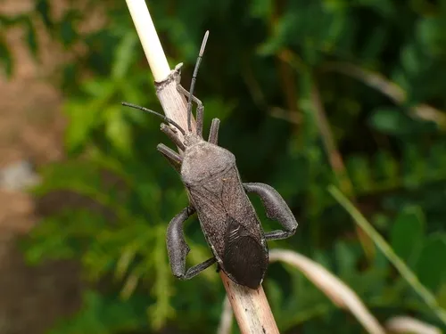 Leaf-footed Bugs - Coreidae