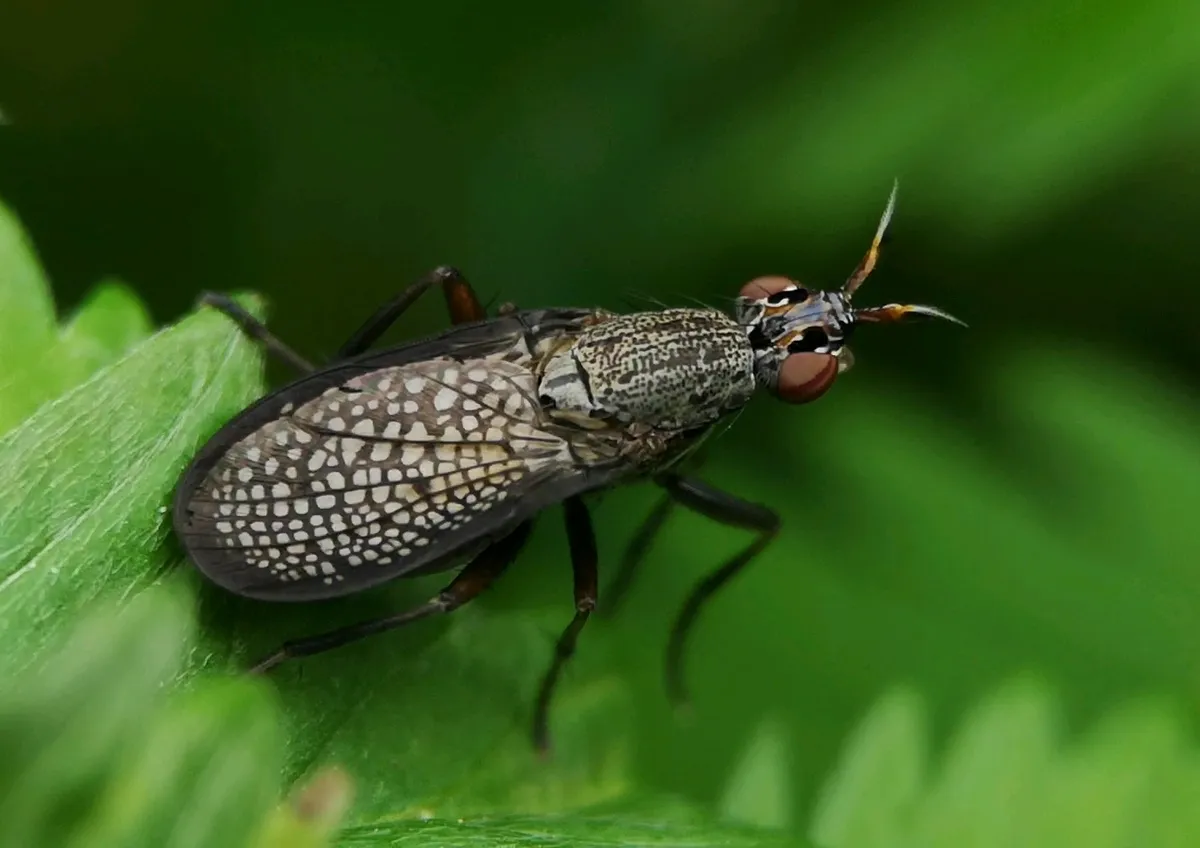 Coremacera marginata - photo 3
