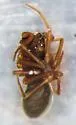 Coreorgonal bicornis