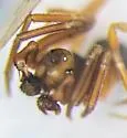 Coreorgonal bicornis - photo 2