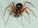 Coreorgonal monoceros