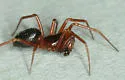 Coreorgonal monoceros - photo 2