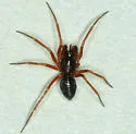 Coreorgonal monoceros - photo 3