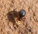 Coreorgonal monoceros - photo 4