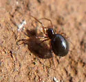 Coreorgonal monoceros - photo 5