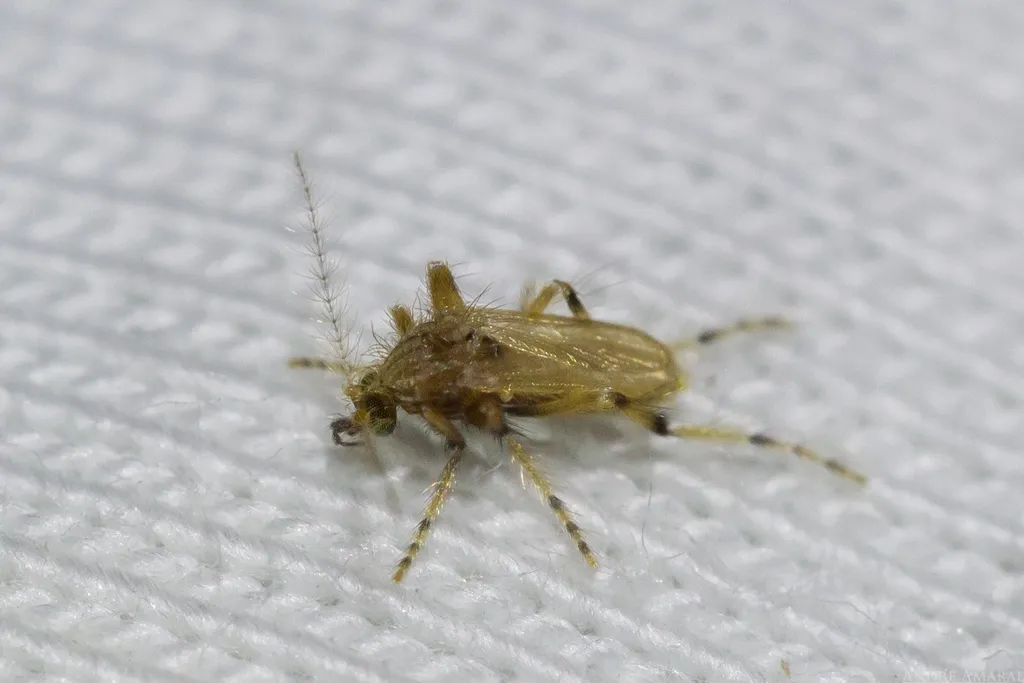 Frog-biting midges - Corethrellidae