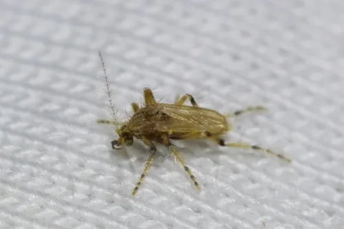 Frog-biting midges - photo 2