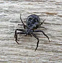 Coriarachne brunneipes