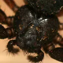 Coriarachne brunneipes - photo 2