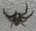 Coriarachne brunneipes - photo 3