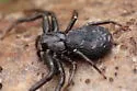 Coriarachne brunneipes - photo 4