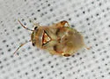 Coridromius chenopoderis - photo 2