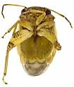 Coridromius chenopoderis - photo 3