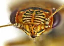 Coridromius chenopoderis - photo 4