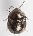 Corimelaena agrella