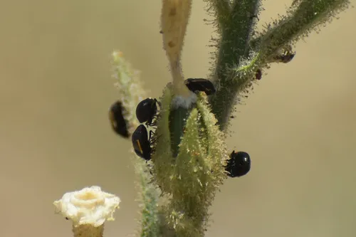 Corimelaena extensa