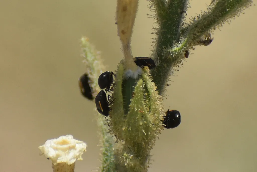Corimelaena extensa - photo 2