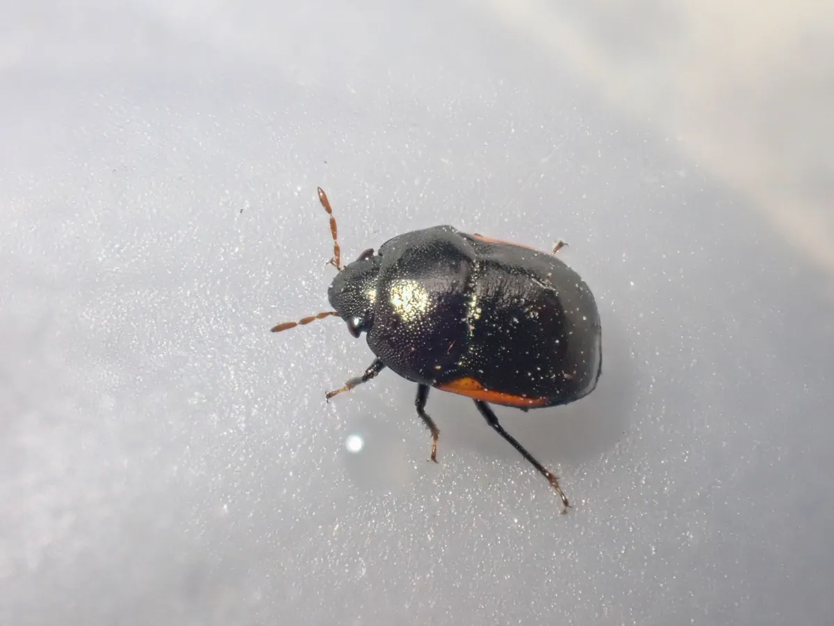 Corimelaena incognita