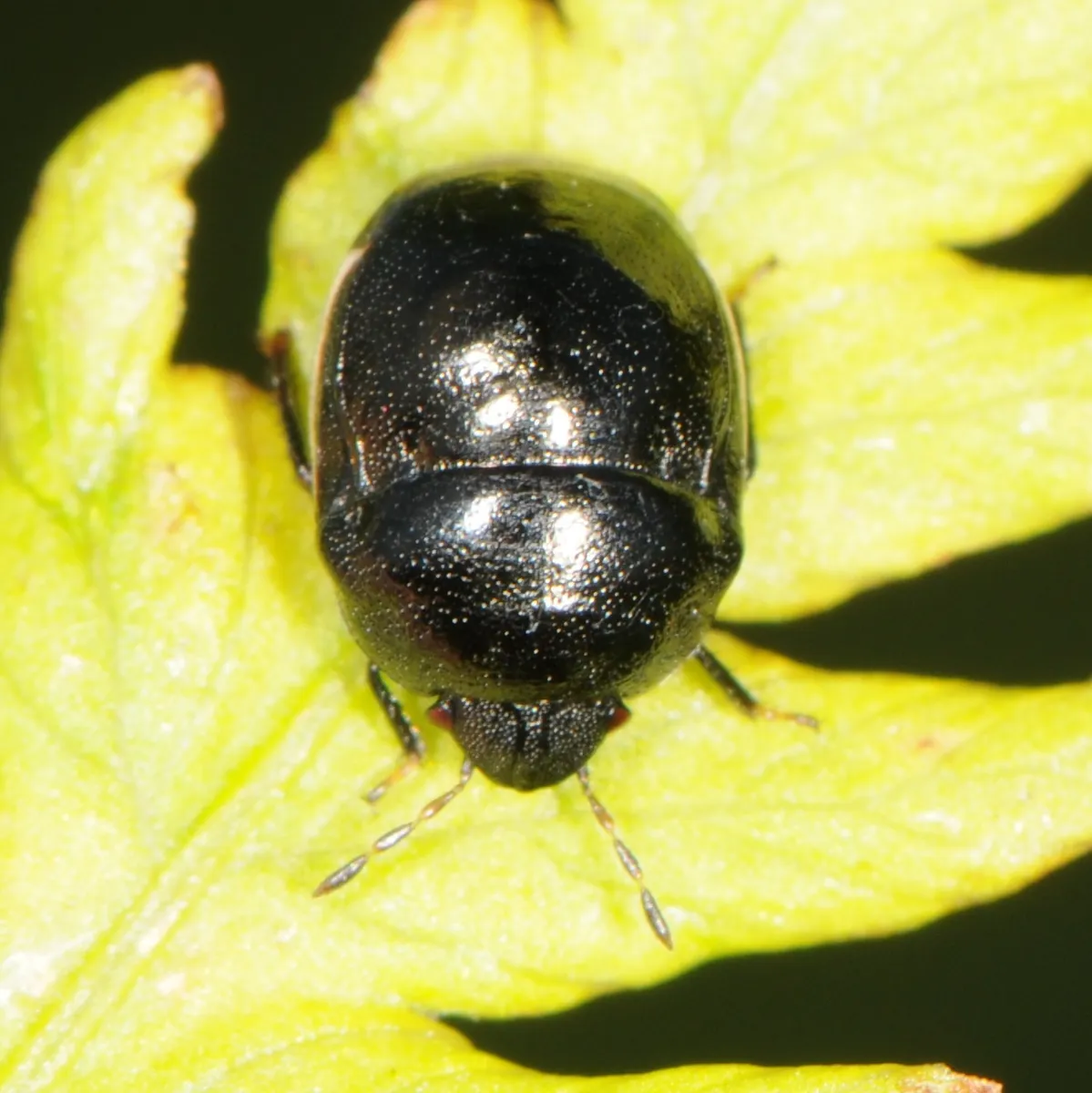 Corimelaena lateralis - photo 2