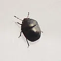 Corimelaena marginella
