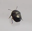 Corimelaena marginella - photo 2