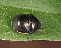 Corimelaena marginella - photo 3