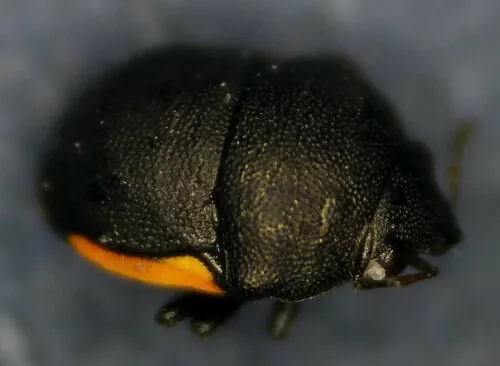 Corimelaena minuta