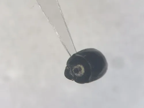 Corimelaena nigra