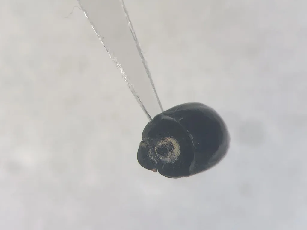Corimelaena nigra - photo 2