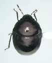Corimelaena obscura