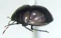 Corimelaena obscura - photo 2