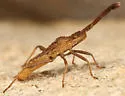 Coriomeris humilis - photo 4