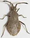 Coriomeris humilis - photo 5
