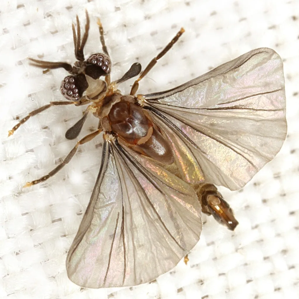 Corioxenidae - Corioxenidae