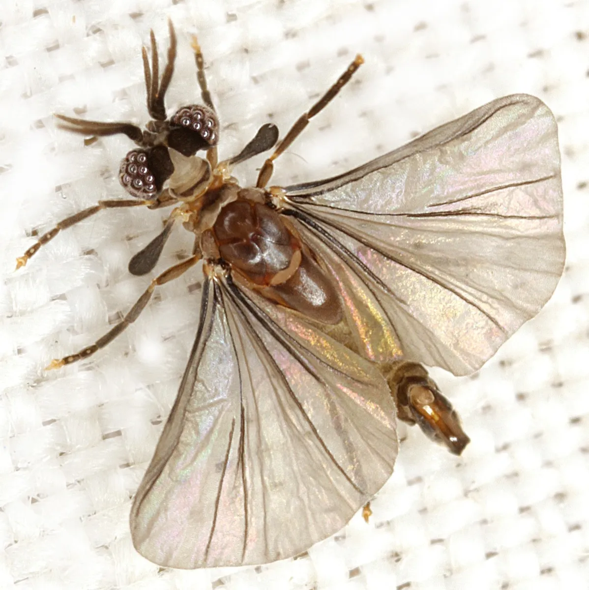 Corioxenidae - photo 3